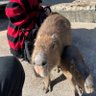Profilbild von カピバラさん