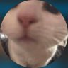 Profilbild von Abdoull