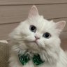 Profilbild von ˚ ◌༘♡ ⋆。˚ ꕥ𝓜𝓸𝓜𝓸'⋆·˚ ༘ *