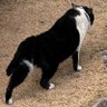 ヨシオ profil fotoğrafı