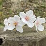 ゆーき🌸フォロバ100 的头像
