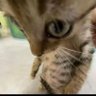 Chapaticonnosuire's profile picture
