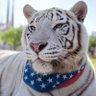 Profilbild von Tiger🇺🇸