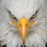 Profilbild von Intimidator21 🦅🏆