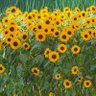 Фото профиля Jennifer Flowers