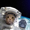 Profilbild von Louie_the_VI