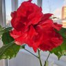 Ирина В. profil fotoğrafı