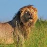 Domenico De Mico🇮🇹🇮🇱🌹 profil fotoğrafı