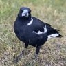 Magpie 的头像