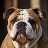 Фото профиля Chonkiest Chonk