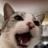 yuki's profile picture
