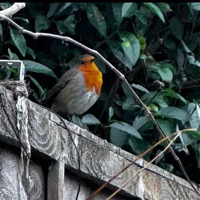 just for fun's profile picture