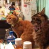 ねこしずき(👩‍🎨色鉛筆アナログお絵かき人。アカウント仕切り直し)🌈🤝 profil fotoğrafı