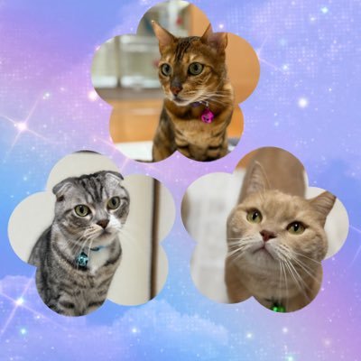ai 🐈🐾MJM‘sほのぼの癒し団🐈🐾's profile picture