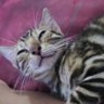 Profilbild von BenGal