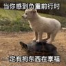 wng's profile picture