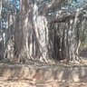 Meenambal Nagarajan 的头像