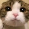 で 的头像