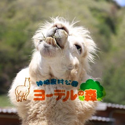 yodel_official's profile picture