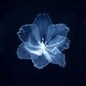 Kina's profile picture