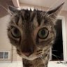 Kaede profil fotoğrafı
