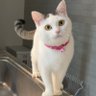 Фото профиля 猫のダイジン