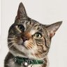Bellicose's profile picture