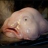 Рыба Капля's profile picture
