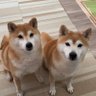 Masa Yamada profil fotoğrafı