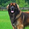 Europedog profil fotoğrafı