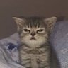 Sleepycats 🐱 profil fotoğrafı