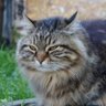 Blake the Cat profil fotoğrafı