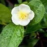 茶の花 的头像