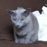 🐱ねこ武士🇯🇵 的头像