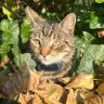 Фото профиля Jules and the other cats on the planet