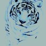 ألـطَّـآرِق's profile picture