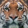 Profilbild von wilbur
