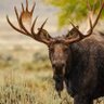 Moose's profile picture