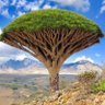 Z صقر المهرة وسقطرى N profil fotoğrafı