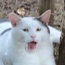 Profilbild von ぎるるん