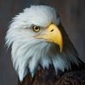WAREAGLE 的头像