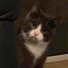 𝒟.𝒮 profil fotoğrafı