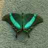 Profilbild von BLUEGREEN BUTTERFLY