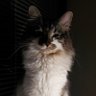 Crazy Kittens profil fotoğrafı
