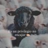 Profilbild von Mirian Pinto 🇧🇷🇪🇸🇵🇹