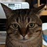 はっちん 的头像