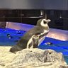 ヨシヒラ profil fotoğrafı