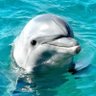 蒼い海を渡る白いイルカ profil fotoğrafı