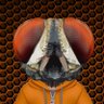 ⦻ BitGnat ⦻ 的头像