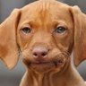 Chetan's profile picture